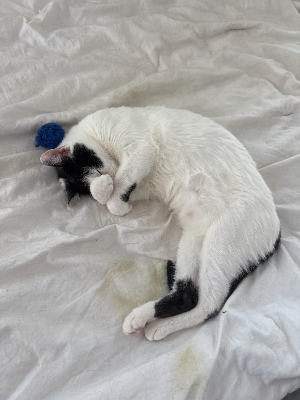 Black and white cat curled up asleep on white sheets during an overnight stay in Moorpark