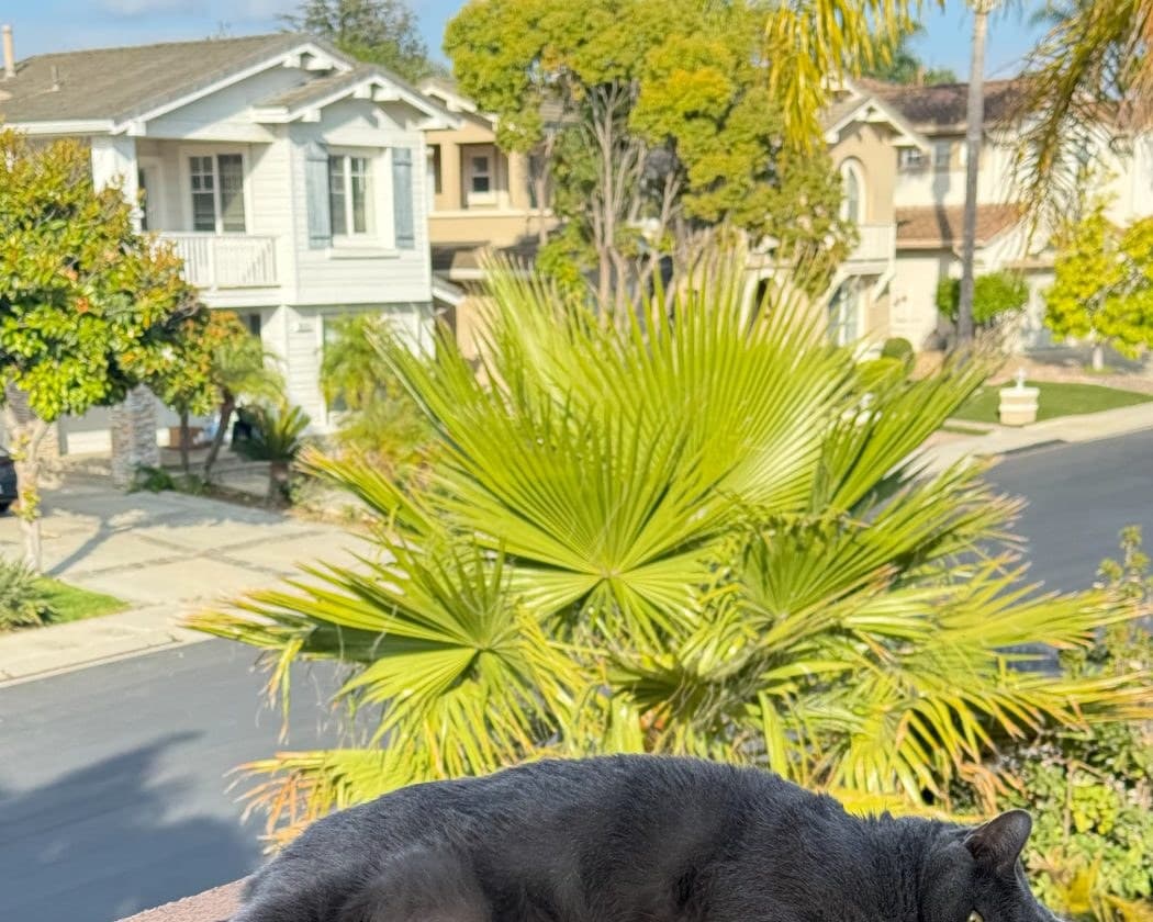 Gray cat stretched out on a warm wall in Simi Valley during a drop in visit
